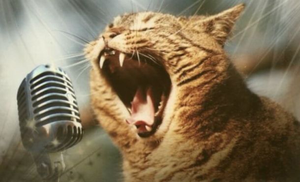 Как сделать так, чтобы ваш кот или собака пели на видео